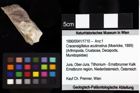 Foto (Objket + Etiketten) von Mecochirus sp. 